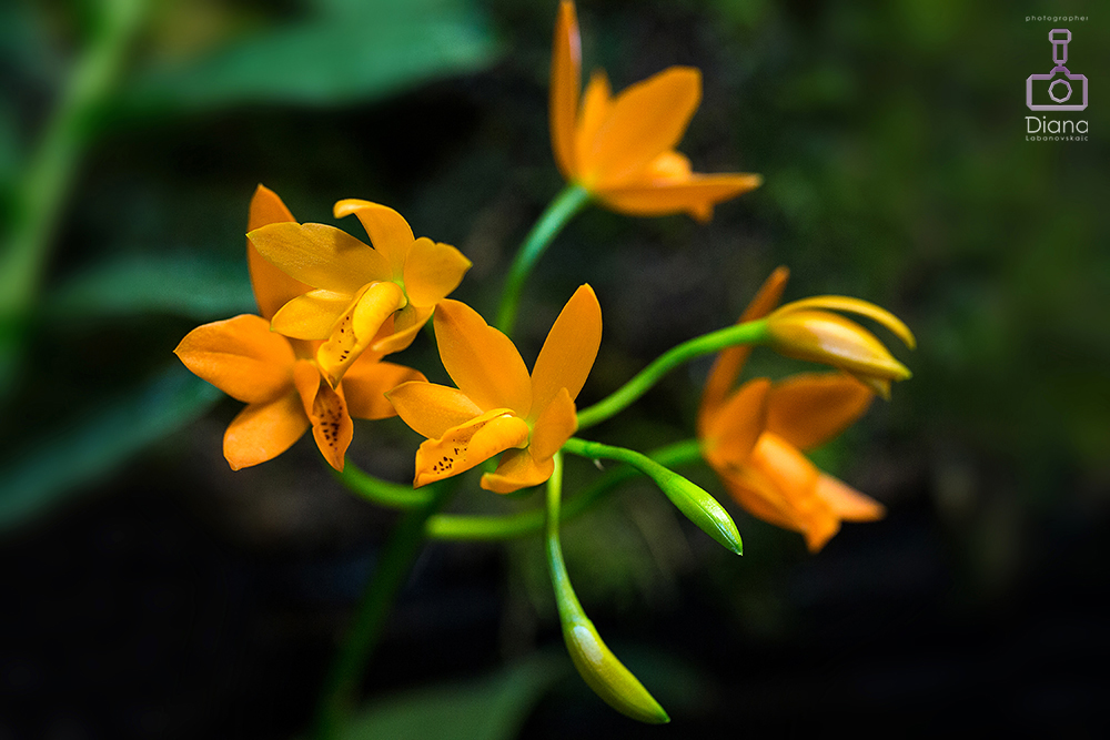 орхидея, цветы, тропические
