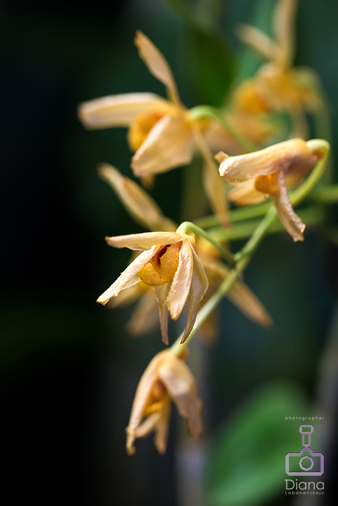 орхидеи, цветы, аптекарский огород