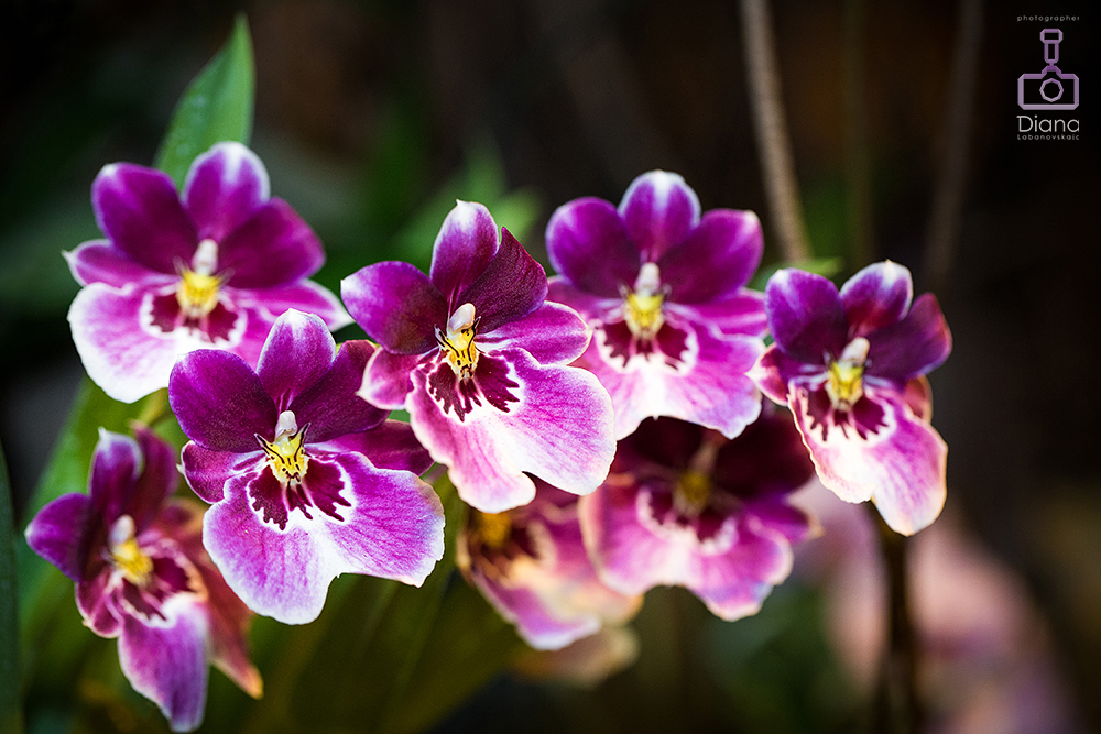 орхидеи, цветы, аптекарский огород,