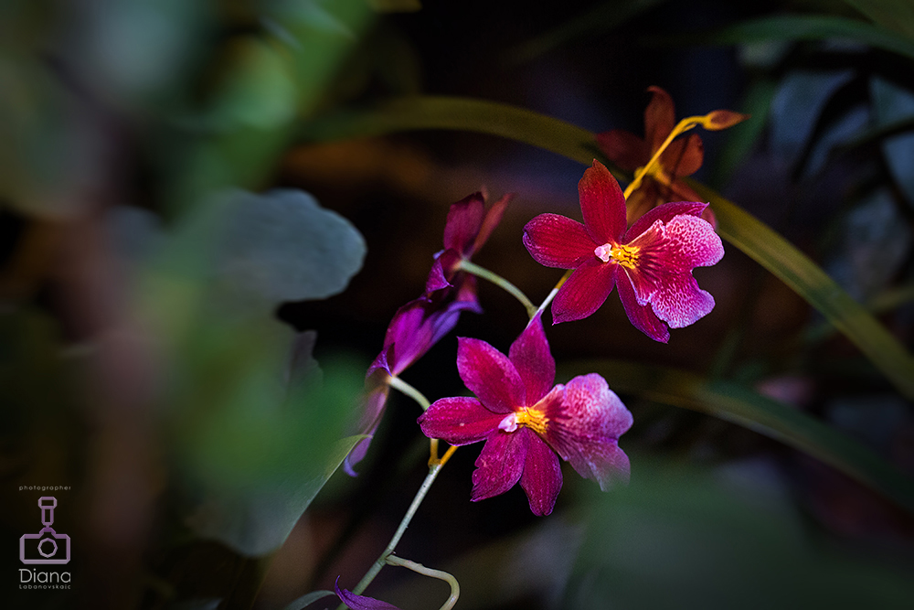 орхидеи, цветы, ботанический сад