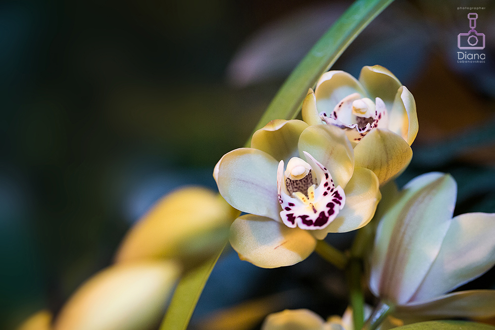 орхидеи, цветы, аптекарский огород
