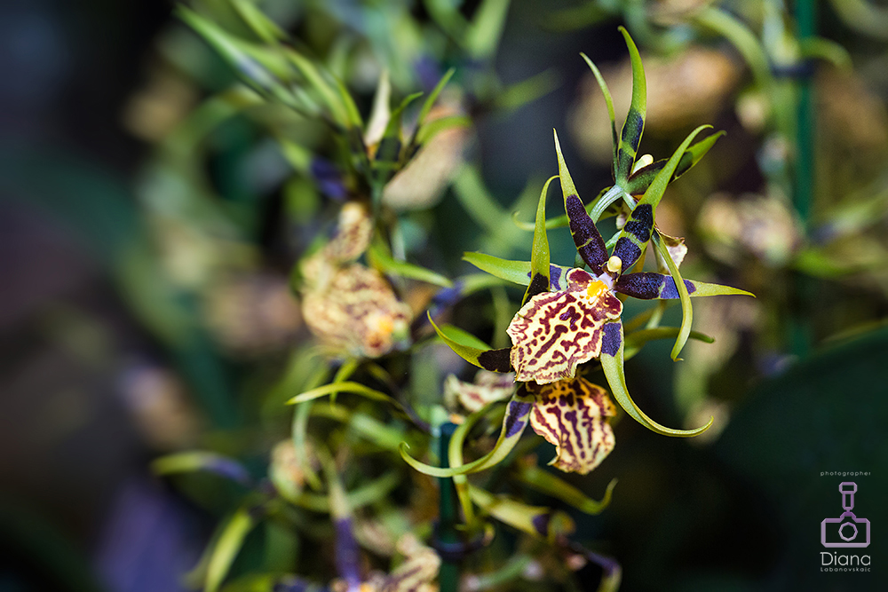 редкие орхидеи, цветы, ботанический сад