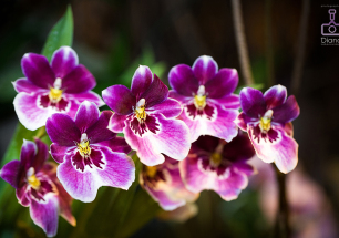 орхидеи, цветы, аптекарский огород,